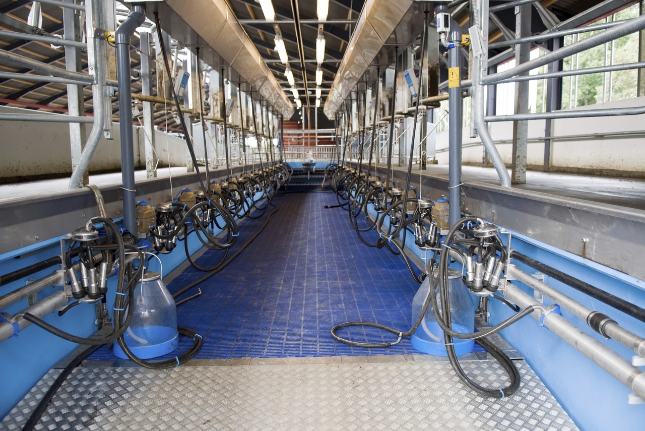 Agricultural – Milking parlour